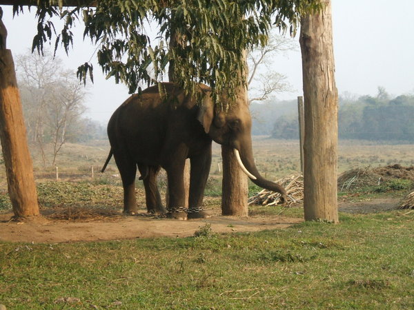 Government Elephant