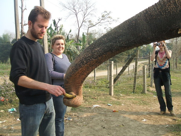 Ludo feeds an elephant bananas