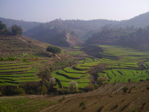 Terraces on the Ranighat Walk