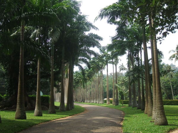 Cabbage Palm Avenue, Botanical Gardens