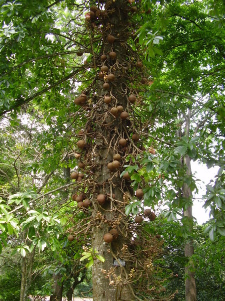 Cannonball Tree, Botanical Gardens, Kandy