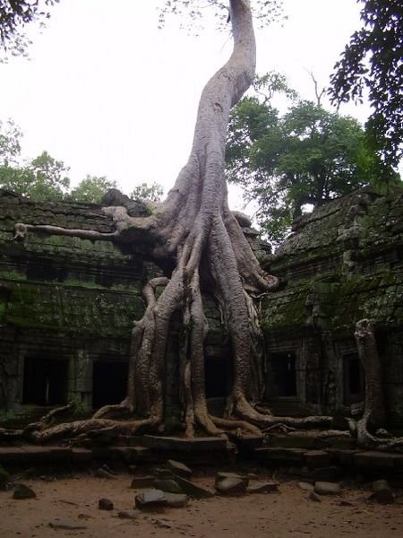Crazy ruins intermingle with the tree roots