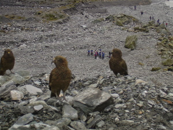 Kea