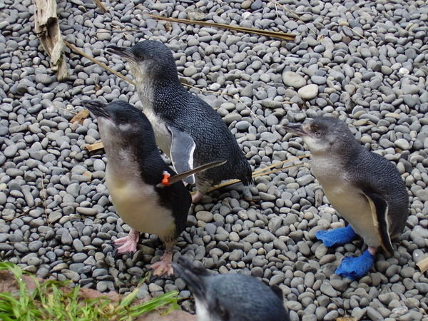 Blue penguins (the one with blue feet is Elvis) 