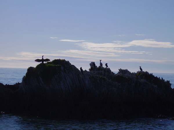 Seabirds on limestone rocks