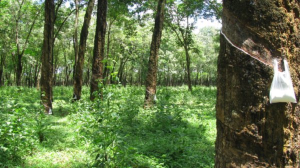 The Rubber Trees