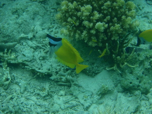 Banded Yellow Butterfly Fish