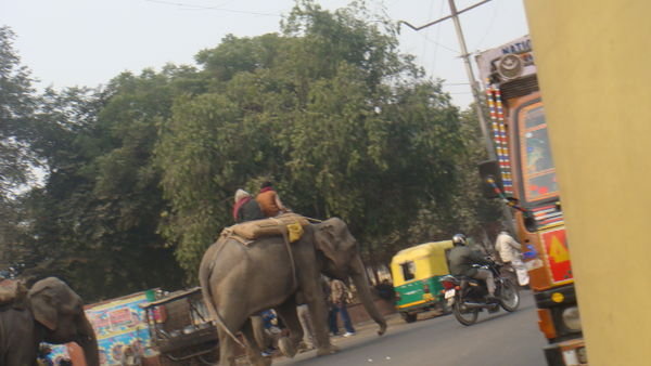 Indian Elephant in the street