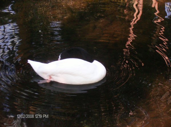 Swan...duh!
