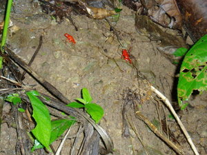 Red Frogs
