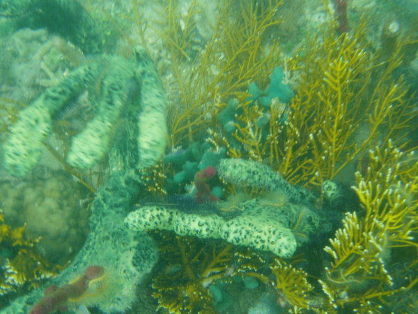 pretty under water stuff....coral caye
