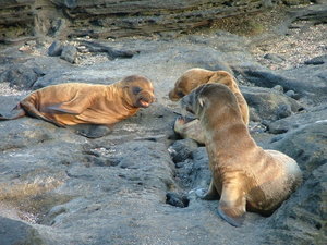 Sea lions at play.