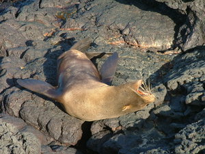 Its a hard life being a sealion.