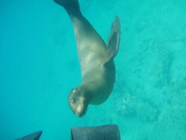 Sealion playing with my fins.