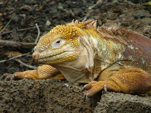 Handsome Iguana