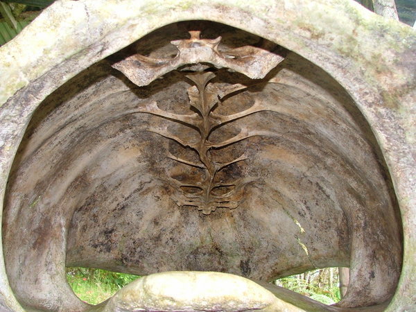 Inside a tortoise shell