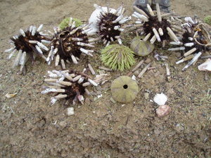 a collection of sea urchins