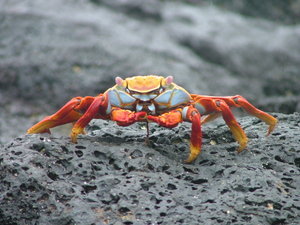 Sally Lightfoot Crab