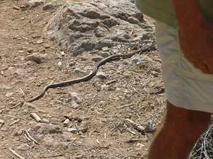 Our only encounter with a snake.......how boring, I wanted more of them.
