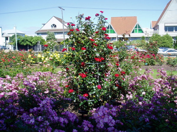 Very nice rose gardens