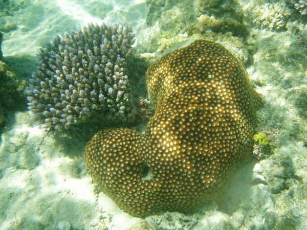 Some fantastic corals seen while snorkling.