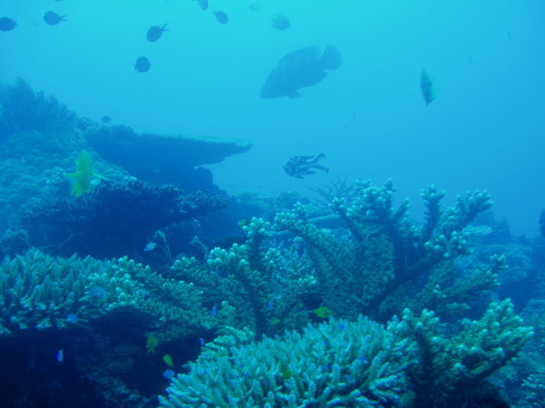 A large grouper in the distance.