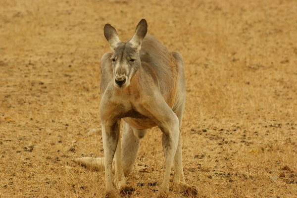 Male grey Kangaroo.