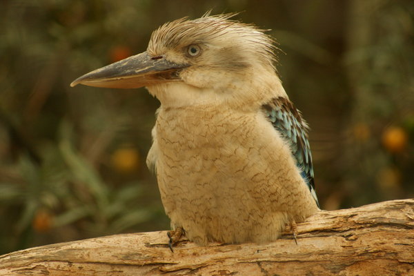 Kookaburra.