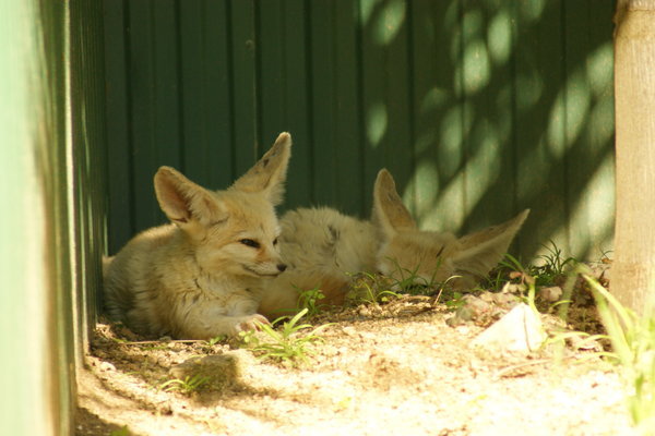 Foxes