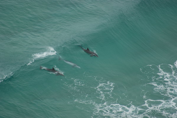 Dolphins surfing at Byron Bay.