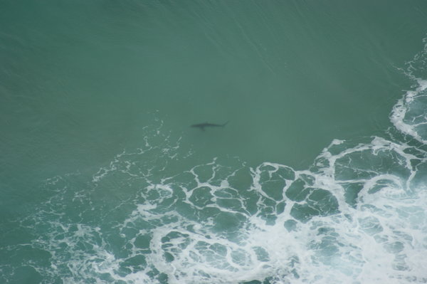 Shark at Byron Bay
