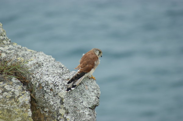 Bird of prey, Byron Bay.