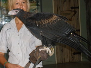 Big bird at Australia Zoo