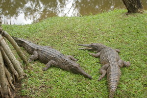 Freshwater crocs