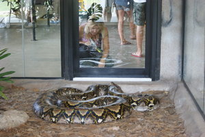 Wendy and big snake, Australia Zoo.