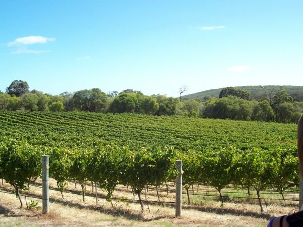 A Winery in Margaret River