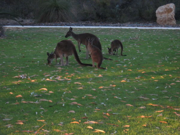A Cute Little Family of Kangaroo's