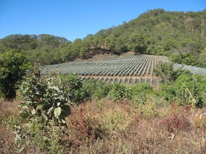 Blue agave fields near San Sebastian