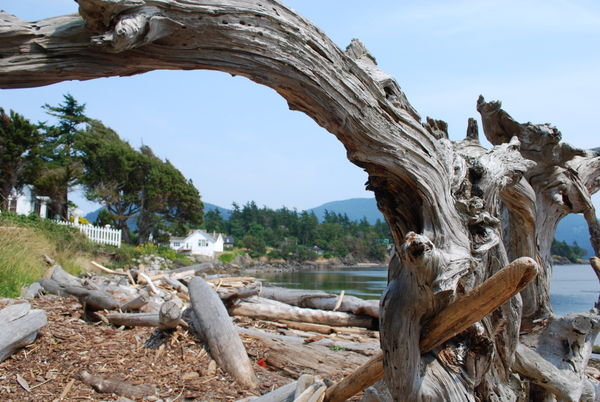 Arch formed by driftwood at beach in Eastsound