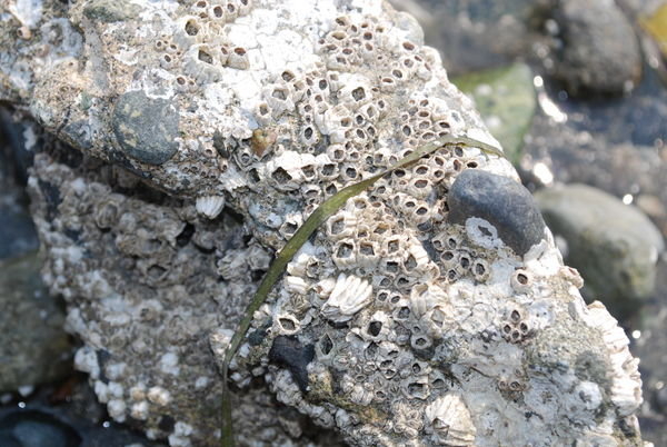 Barnacle-encrusted rock at the beach in Eastsound