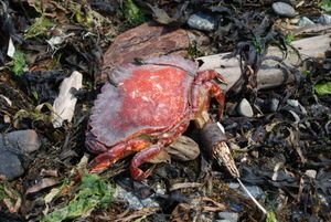 Bright red crab that washed ashore