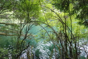 The intensely green water at Mountain Lake