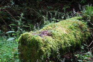 Mossy log on the trail to Cascade Falls