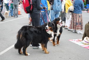 Bernese Mountain Dogs at the parade