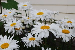 Daisys in Eastsound