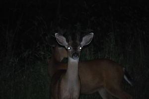 Deer near our rental house at night