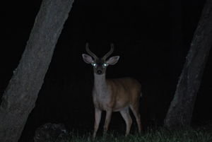 Another shot of the deer