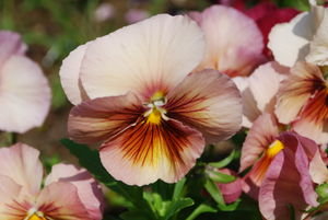 Unique colored pansy at Orcas Island Pottery