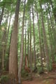 Tall trees in Mount Rainier National Park
