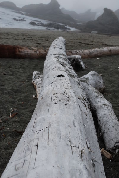 Drift wood prespective at the beach